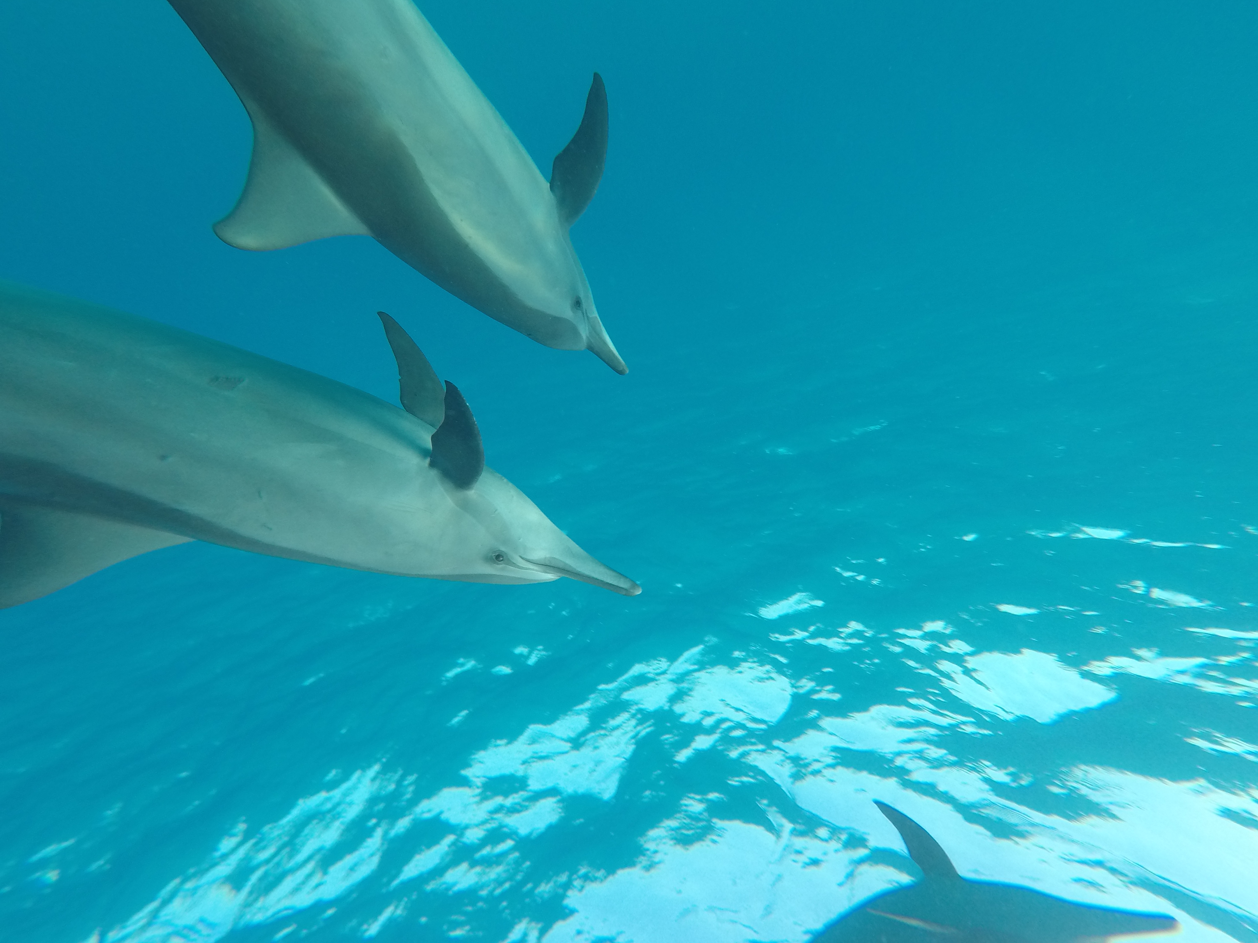 op reis met dolfijnen